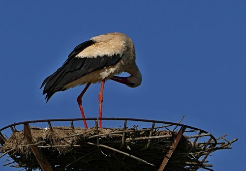 stork  white  nature