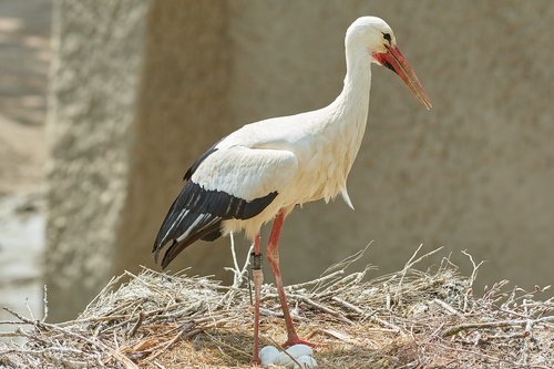 stork  nest  egg
