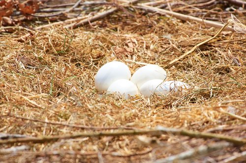 stork  nest  egg