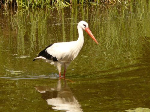 stork water waters