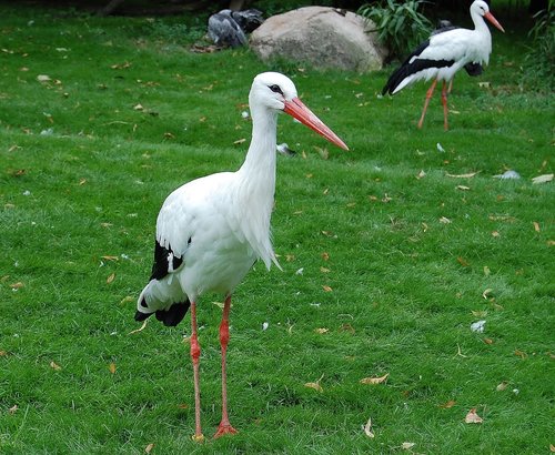 stork  bird  animal world