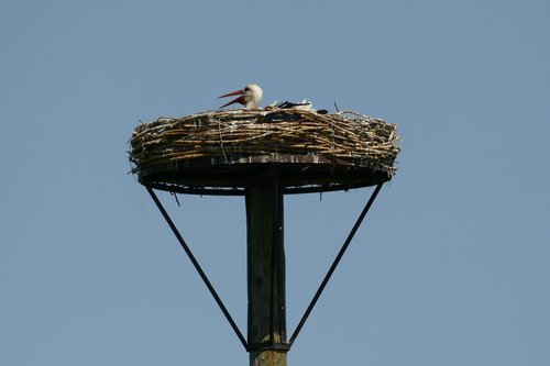 stork  bird  fauna