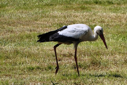stork  pasture  spring