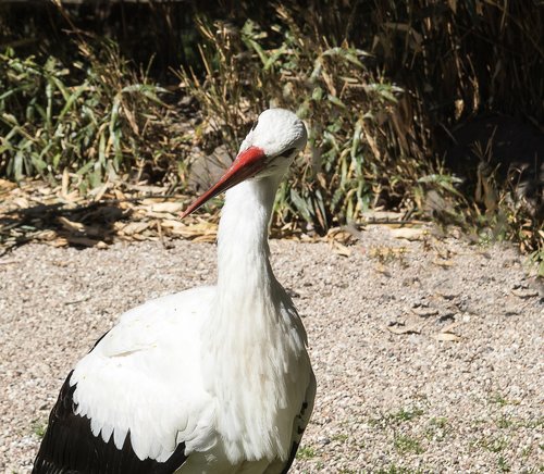 stork  bird  animal