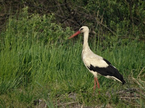 stork  bird  white stork