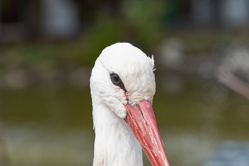 stork  head  rattle stork