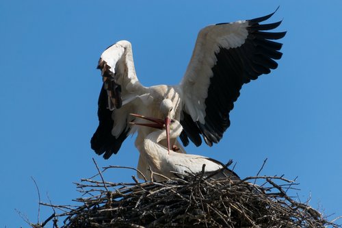 stork  bird  had not been a stork