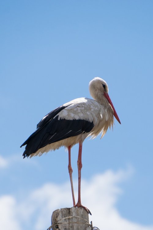 stork  bird  white stork
