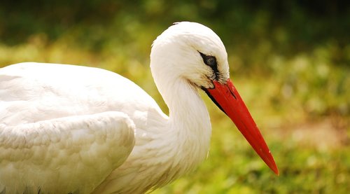 stork  bird  poland