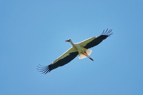 stork  sky  flying