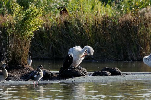 stork preening waters