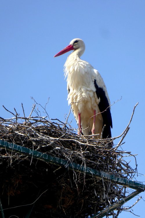 stork  bird  rattle stork