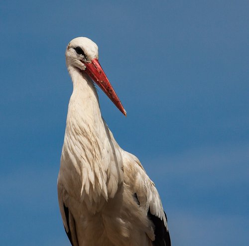 stork  bird  animal world