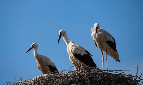 stork  bird  animal world