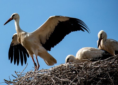 stork  storks  bird