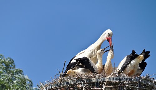 stork  bird  boy