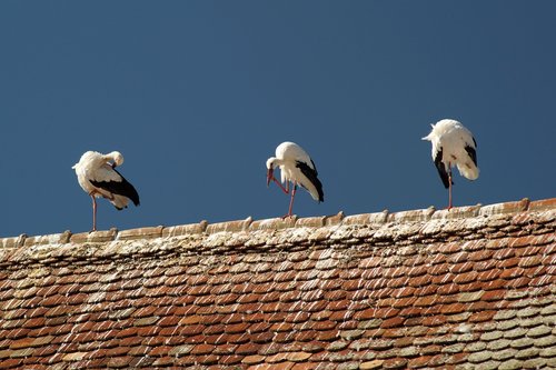 stork  bird  storks