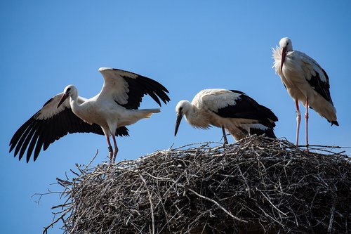 stork  storks  animal