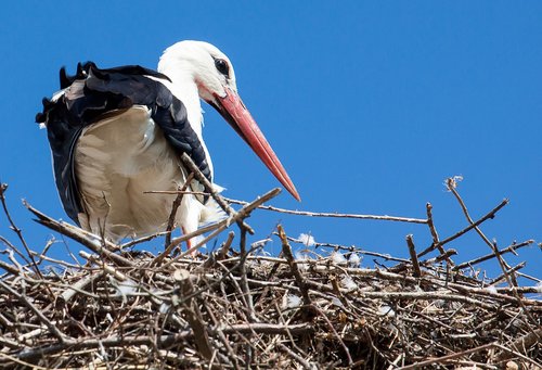 stork  animal  rattle stork
