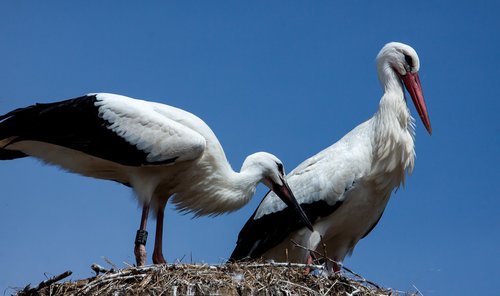 stork  storks  animal