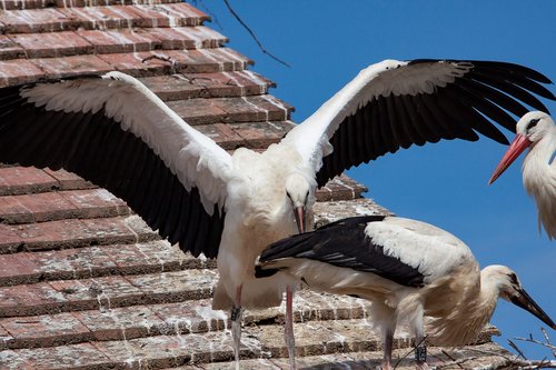 stork  storks  bird