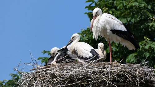 stork  nest  bird