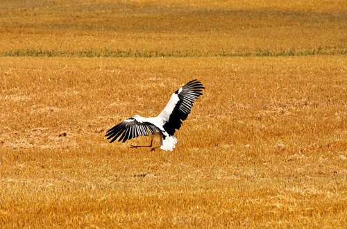 stork  flying  field