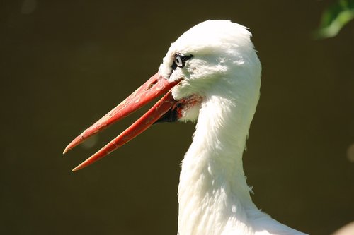 stork  rattle stork  bill