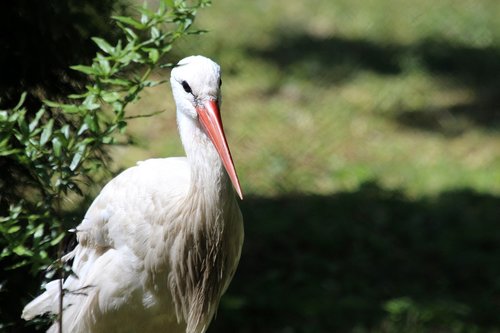 stork  white stork  bird