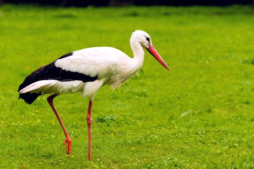 stork  green  nature