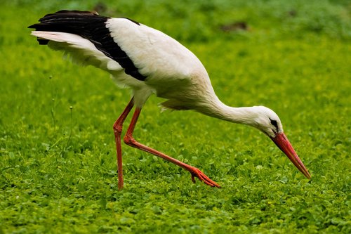 stork  green  nature