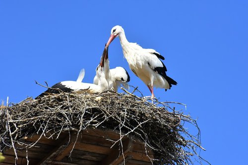 stork  feed  young animals