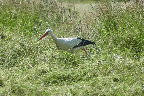 stork  field  grass