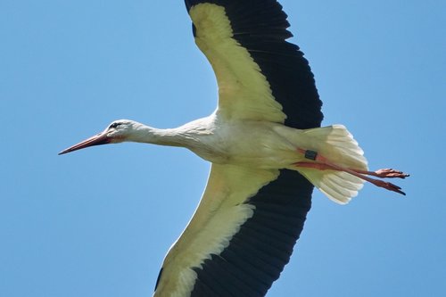 stork  flying  sky