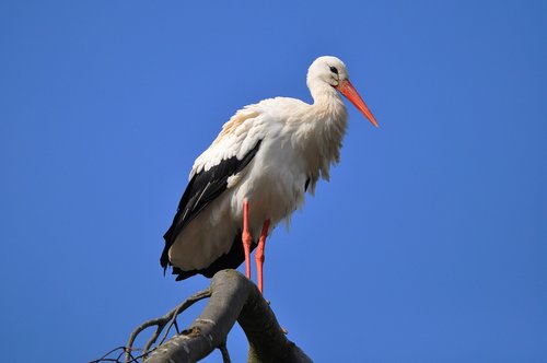 stork  wading bird  animal