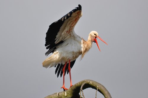 stork  wading bird  animal