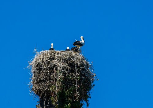 stork  nest  bird