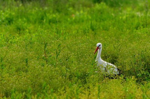 stork  green  nature