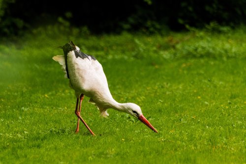 stork  green  nature