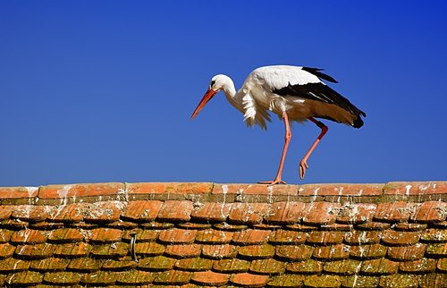 stork  wing  birds