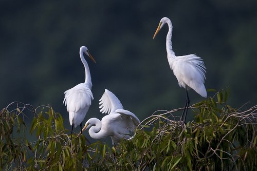 stork  white stork  van long van long nature reserve