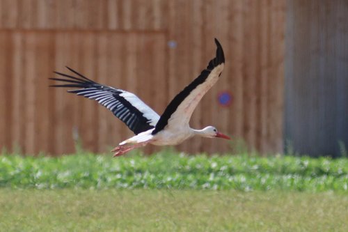 stork  flying  rattle stork