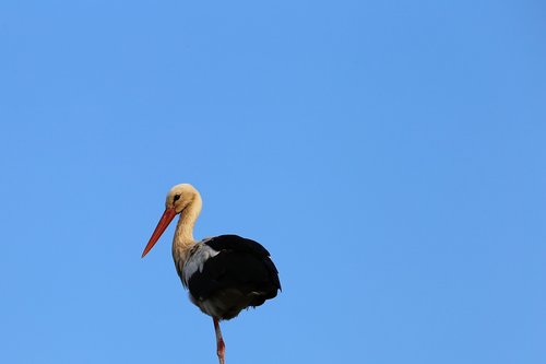 stork  standing  bird