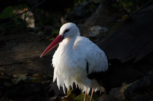 stork  zoo  bird