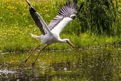 stork  flight  plumage