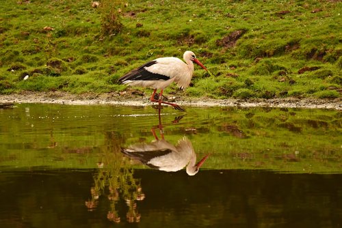 stork  wading bird  animal