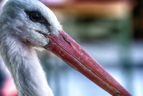 stork  birds  plumage