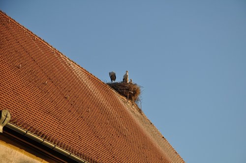 stork  sky  summer