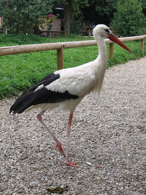 stork  bird  alsace