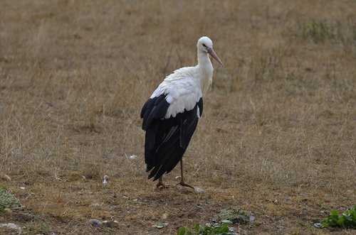 stork  feather  white stork